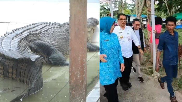 Kabar Terkini Buaya Riska Belum Kembali ke Habitat Asli, Tempat Penangkaran Disebut Kurang Layak