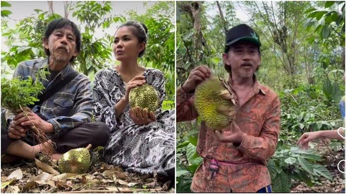 Keseharian Kang Mus Preman Pensiun diungkap Herman Kepala Desa Rantau Nipis Kecamatan Banding Agung. Tampak Epy Kusnandar atau Kang Mus dan istrinya Karina Ranau berada di kebun durian di OKUS.