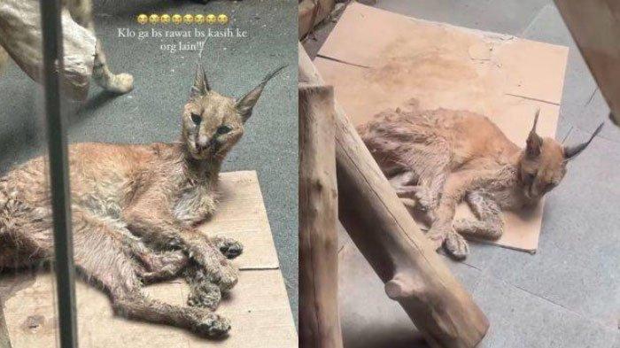 Kondisi kucing hutan peliharaan Okin mantan suami Rachel Vennya