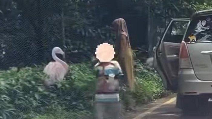 AKSI NEKAT PENGUNJUNG - Pengunjung Taman Safari Indonesia (TSI) Bogor turun dari kendaraanya di area terlarang saat berkunjung. Manager Marcom Taman Safari Bogor (TSI) Bogor, Danang Wibowo buka suara soal pengunjung viral turun dari mobil tujuannya ingin mengabadikan momen.