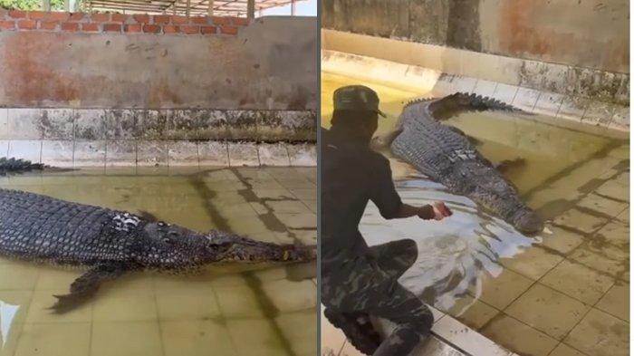 Momen Pak Ambo Kunjungi Buaya Riska di Penangkaran Tempat Tinggal Baru