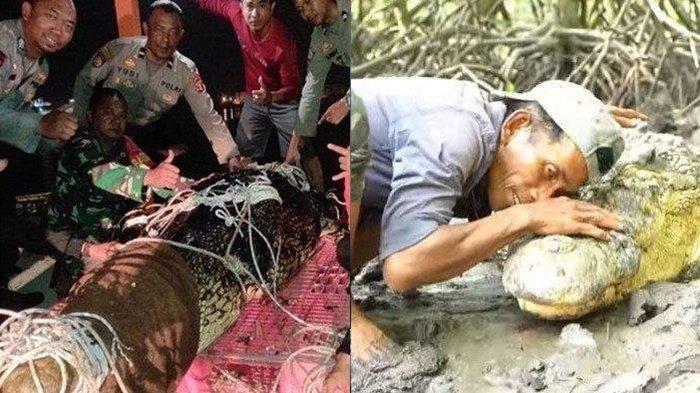 Nasib Buaya Riska, sahabat hewan Pak Ambo yang telah dievakuasi pihak BKSDA (Balai Konservasi Sumber Daya Alam) Kaltim. Pak Ambo khawatir keselamatan sang predator