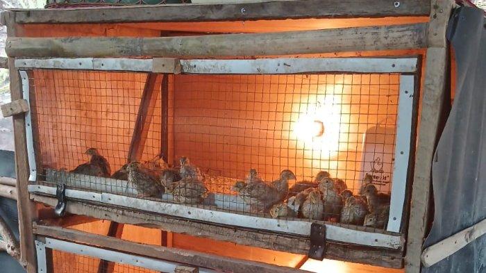 PT Bukit Asam Tbk (PTBA) menginisiasi budidaya burung puyuh di Desa Seleman, Kecamatan Tanjung Agung, Kabupaten Muara Enim. Program ini bertujuan untuk menciptakan alternatif sumber penghasilan baru yang berkelanjutan bagi masyarakat di sekitar area Pertambangan Tanpa Izin (PETI).