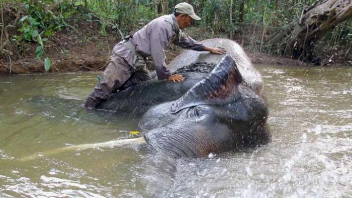 Memandikan gajah di Taman Nasional Way Kambas, Lampung Timur.