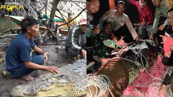 (kanan) Polisi berpose dengan buaya yang berhasil ditangkap dari Sungai Guntung, pada Selasa (3/10/2023) dini hari. Buaya itu diduga buaya Riska yang sudah 26 tahun dirawat Pak Ambo. Bagaimana nasib Pak Ambo ?