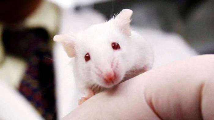 Dalam artikel ini menyajikan bagaimana mengusir tikus dari rumah secara alami tanpa racun.