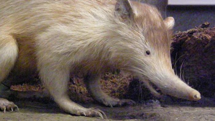 Tata cara mengusir tikus dengan praktis dengan menggunakan bahan alami hingga bahan buatan.