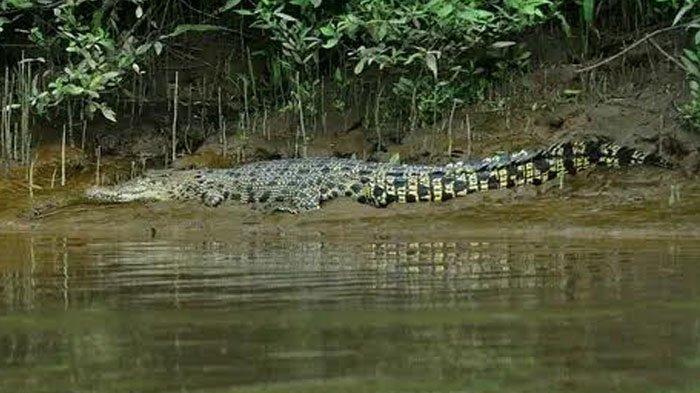 Foto buaya muara terlihat berada di tepian tanaman mangrove di Sungai Desa Bayeman Probolinggo, seperti diunggah di media sosial.