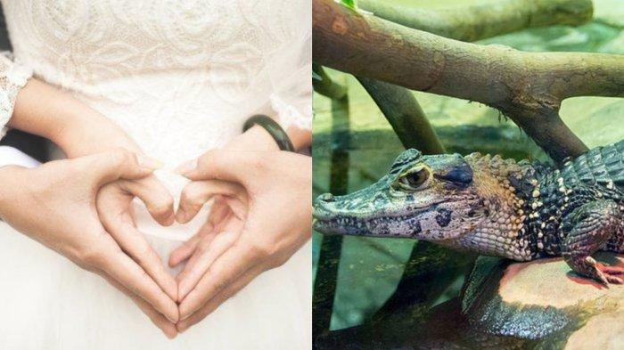 Pejabat nikahi buaya betina karena saling mencintai, lengkap kenakan gaun pengantin.