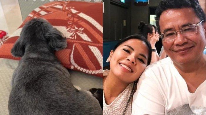 Nasib mujur anjing milik Felicia Hutapea, anak Hotman Paris. Anjing itu dibelikan bantal hermes hingga diajak jalan-jalan ke Singapura