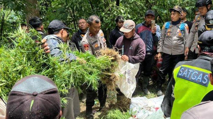 Polres Lumajang mengungkap keberadaan ratusan pohon ganja yang ditanam lereng Gunung Semeru wilayah kecamatan Senduro, Kabupaten Lumajang, Rabu (18/92024).