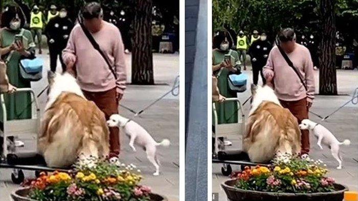 Anjing asli pun tertarik dengan Toco yang berubah jadi anjing jadi-jadian