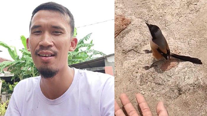 Burug cendet yang ditawar dengan harga fantastis 12