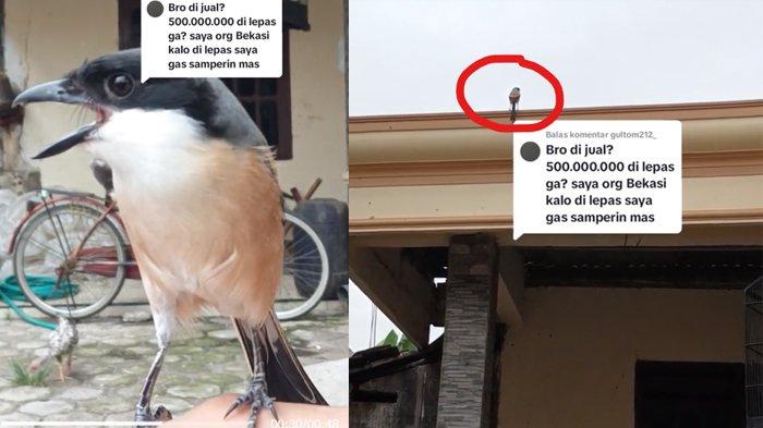 Burung cendet luluh pada pemiliknya saat dipanggil