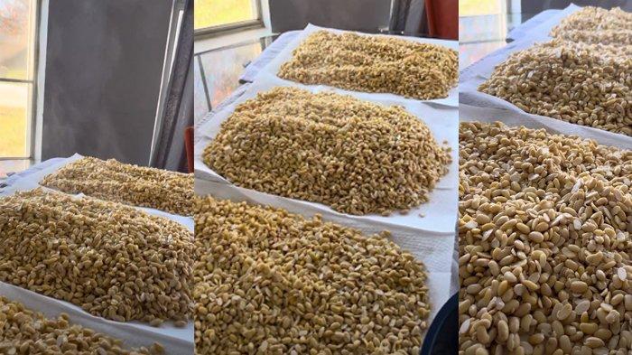 Devi menunjukkan kedelai yang akan dibuat untuk tempe