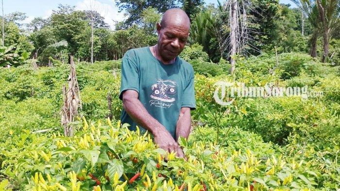 Esteven Narai warga Kampung Narai, Distrik Manekar, Tambrauw petani punya 8 anak