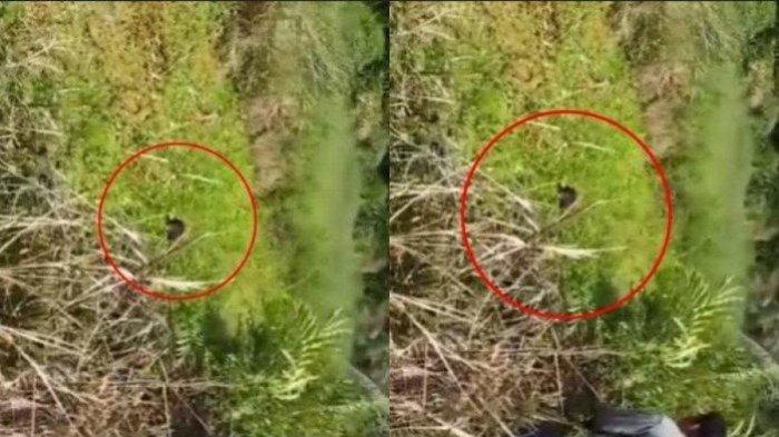 Falmira de Yesus diterkam buaya saat sedang bekerja