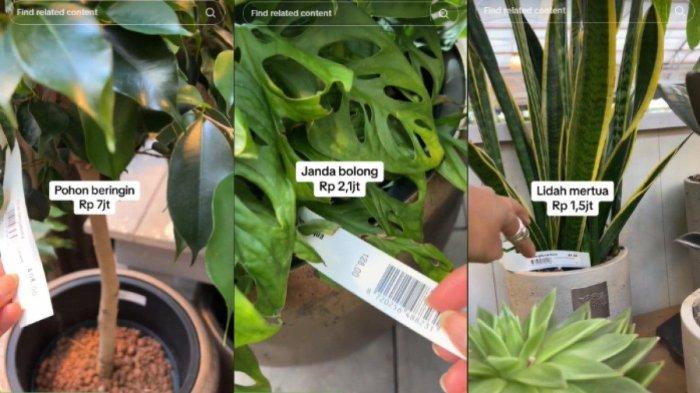 Harga pohon beringin, janda bolong sampai lidah mertua di Swiss
