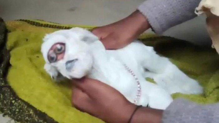 Heboh kambing berwajah mirip manusia di India. (Daily Star)
