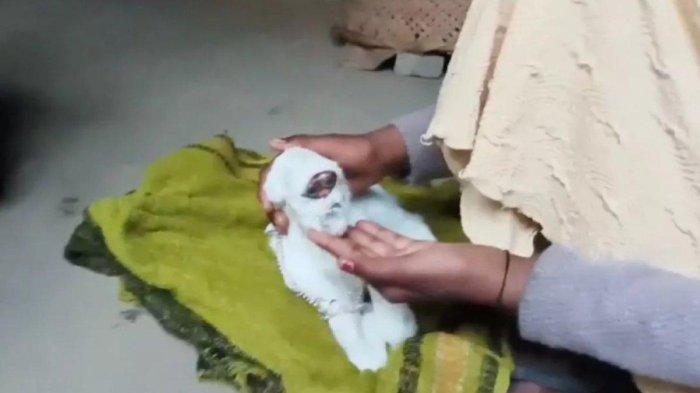 Heboh kambing berwajah mirip manusia di India