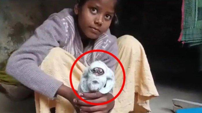 Heboh kambing berwajah mirip manusia di India