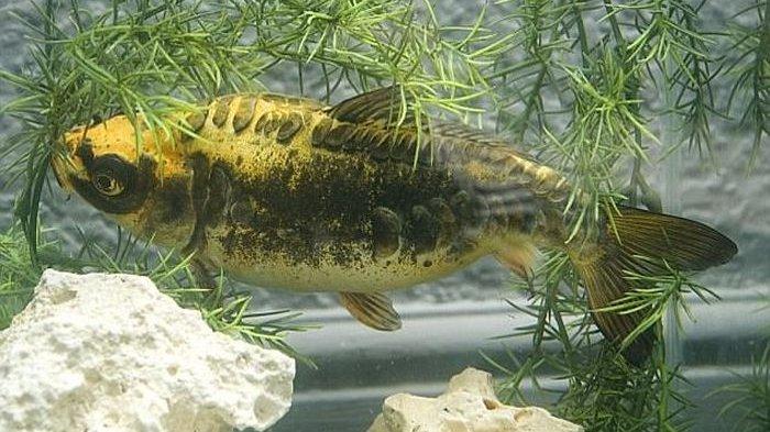 Ikan mas milik Sullivan yang memiliki motif wajah mirip manusia.