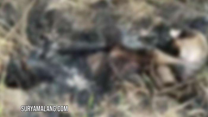 Kerangka manusia dalam kondisi hangus ditemukan di ladang Kampung Sumur Agung, Desa Sanggra Agung Kecamatan Socah, Bangkalan, Madura, Kamis (20/6/2025).