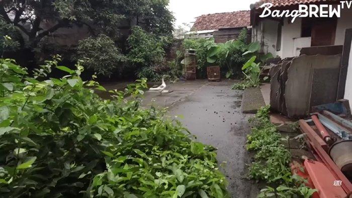 Kondisi pekarangan belakang rumah Pak Usman