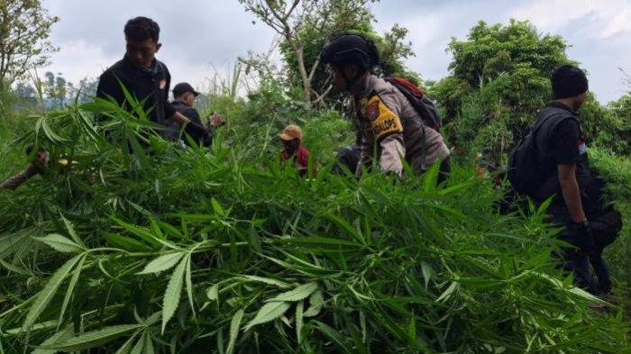 Ladang ganja di wilayah Taman Nasional Bromo Tengger Semeru, Desa Argosari, Kecamatan Senduro, Kabupaten Lumajang, Jawa Timur, Jumat (20/9/2024).
