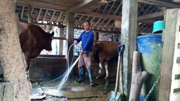 Naryo Sutrisno sedang membersihkan kotoran sapi di kandang samping rumahnya di Balong Wetan Umbulharjo, Sleman, Yogyakarta (Tribun Jogja)