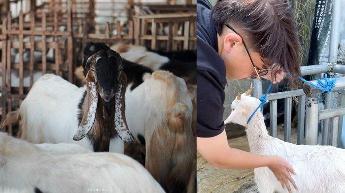 Peternakan kambing Baim Cilik di Batu