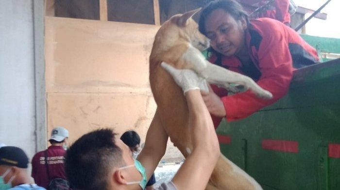 Petugas saat melakukan evakuasi terhadap ratusan anjing hasil dari penangkapan Polrestabes Semarang di Gerbang Tol Kalikangkung.