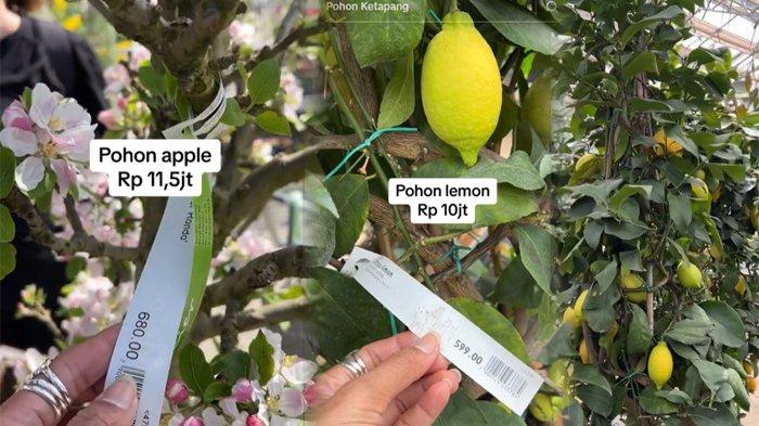 Pohon apel Rp 11,5 juta (kiri) dan pohon lemon Rp 10 juta