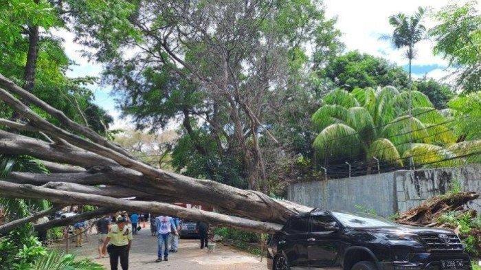 Pohon tumbang di dekat rumah calon presiden nomor urut 2, Prabowo Subianto