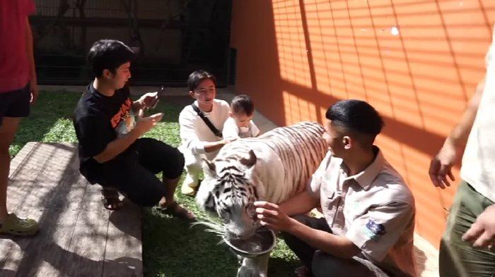 Rayyanza tanpa takut mengelus anak harimau di dalam kandang