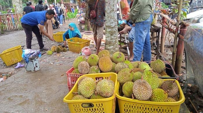 Suasana di Wisata Kampung Durian Desa Pakis Kecamatan Panti Jember, Jawa Timur saat tahun baru 2025. Ada sensasi tersendiri saat liburan di Wisata Kampung Durian Jember yang Beada di Lereng Gunung Argopuro, Suasana Hutan