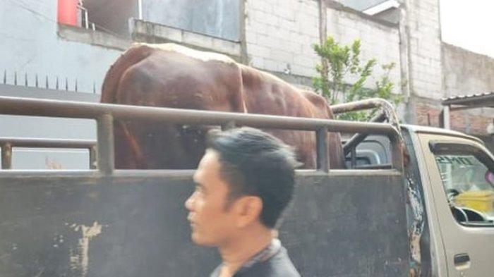 Sapi kurban warna cokelat Ayu Ting Ting