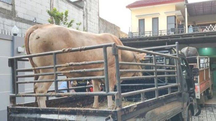 Sapi kurban warna putih Ayu Ting Ting