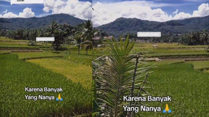 Sawah nenek sultan di Jawa Barat
