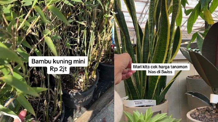 Seorang pengguna TikTok me-review harga tanaman di Swiss