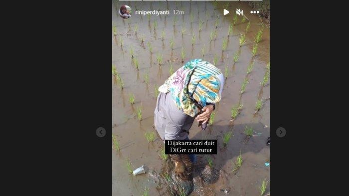 Suster Rini membagikan aktivitasnya cari tutut di sawah