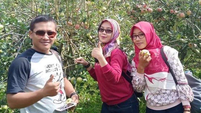 Tempat memetik apel segar selanjutnya yang bisa dikunjungi yaitu New Mitra Apel