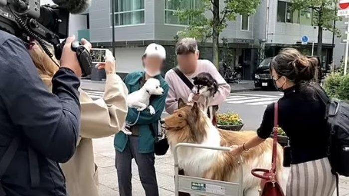 Toco telah mengubah dirinya menjadi seekor anjing setelah menghabiskan lebih dari Rp 200 juta