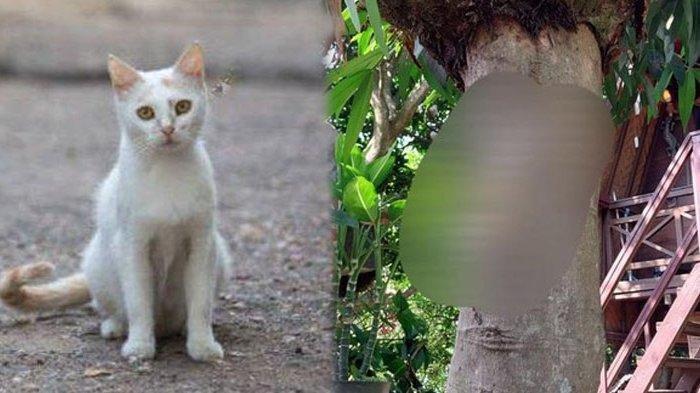 Tubuh Kucing Disayat Pakai Pisau dan Dipaku di Pohon Hingga Tewas