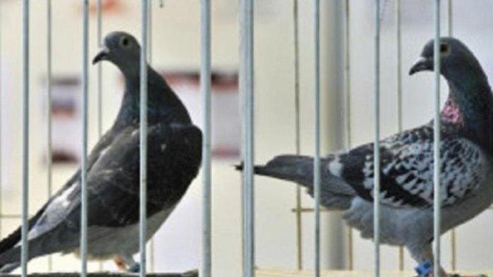 Viral Burung Merpati Ditahan Polisi Karena Diduga Mata-mata Negara Lain, Ada yang Bawa Pesan Ancam
