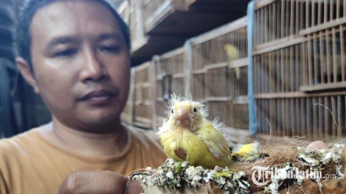 Yuliono menunjukkan hasil ternak burung kenari di rumahnya Kota Blitar, Selasa 28 Mei 2024