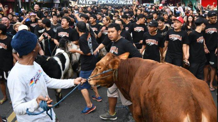 Ratusan warga Kampung Temenggungan melakukan tradisi arak-arakan hewan kurban sebelum di sembelih di Kelurahan Sukoharjo, Kecamatan Klojen, Kota Malang, Jawa Timur, Kamis (29/6/2023).