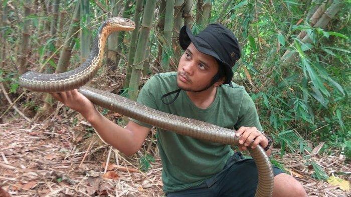 Kondisi Terbaru Panji Petualang Usai Digigit Ular King Cobra Peliharaannya, Tangannya Sampai Bolong