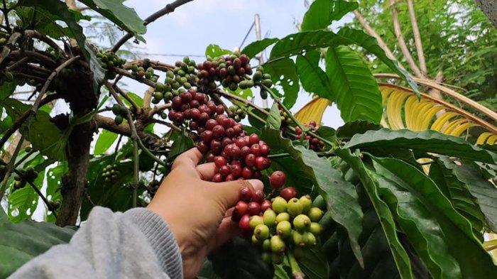 Kopi robusta asal Desa Bangelan, Kecamatan Wonosari, Kabupaten Malang