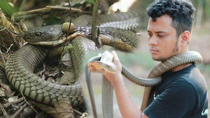 Panji Petualangan pernah digigit ular king kobra